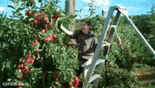 Man On Ladder Picking Apples GIF
