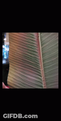 Man On Phone Screen 9 August 2020 GIF