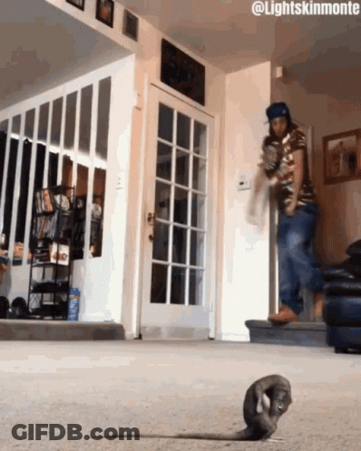 Man On Stairs Next To Squirrel #Lightskinmonte GIF