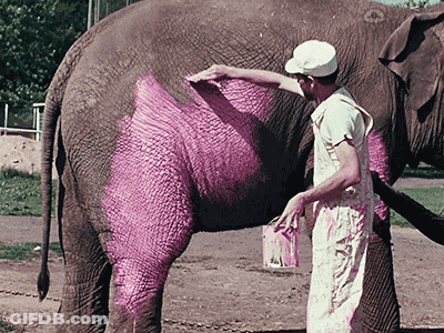 Man Painting Elephant Butt Pink GIF