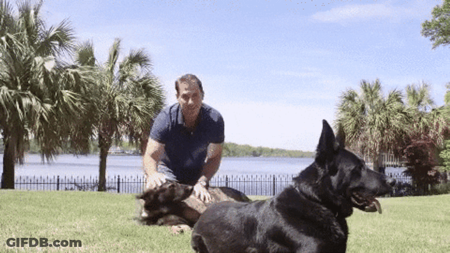 Man Patting His Two German Shepherd GIF