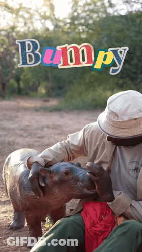 Man Petting Baby Hippo Saying Bumpy GIF