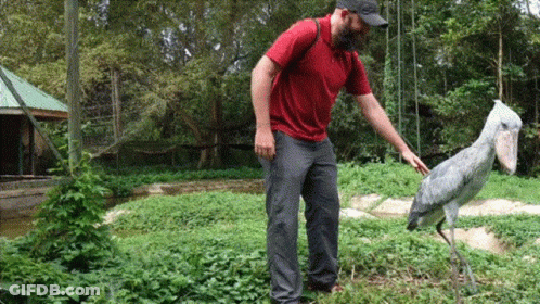 Man Petting Bird With Large Beak GIF