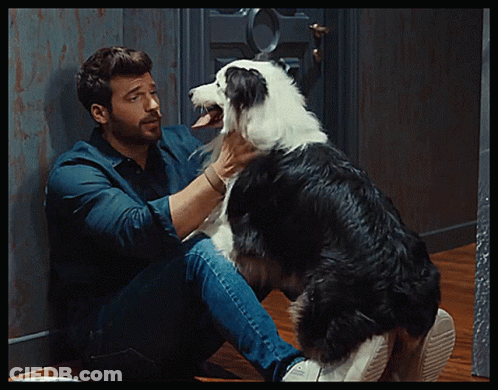 Man Petting Black And White Dog GIF
