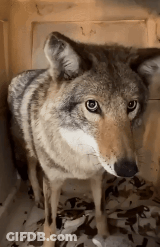 Man Petting Black And White Dog GIF