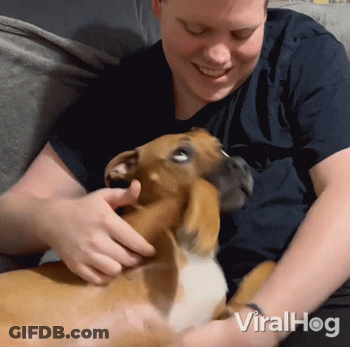 Man Petting Brown And White Dog Viralhog GIF