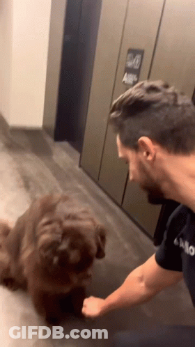 Man Petting Brown Dog GIF