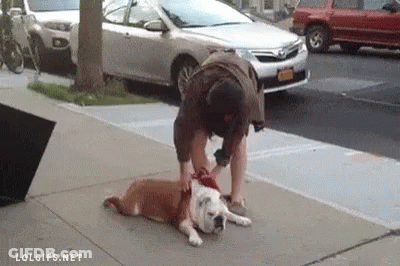Man Petting Dog On Sidewalk GIF