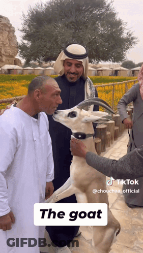 Man Petting Goat The Goat On The Bottom GIF
