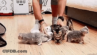 Man Petting Group Of Kittens On Wooden Floor GIF
