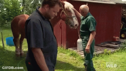 Man Petting Horse And Holding Water GIF