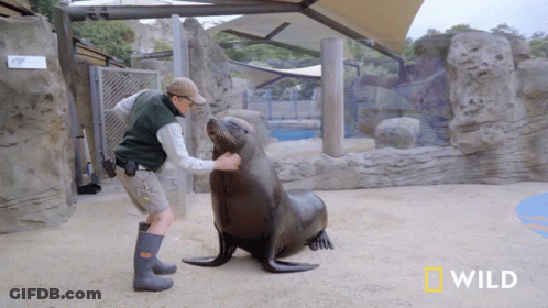 Man Petting Seal With National Geographic Logo GIF