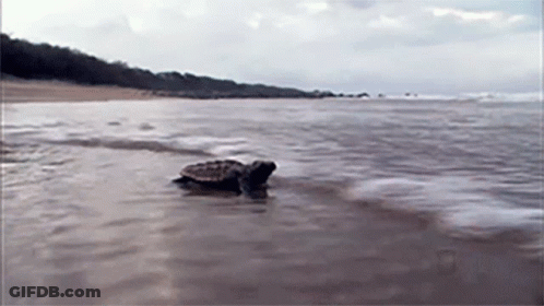 Man Petting Turtle With Nat Geo Wild Logo GIF