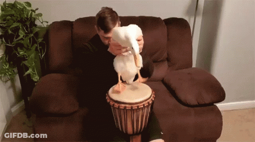 Man Playing Drum With Duck GIF