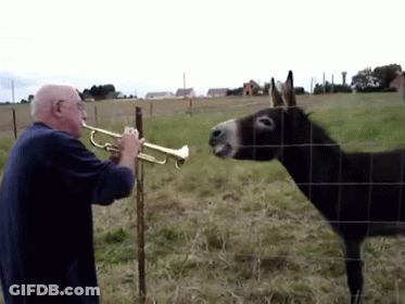 Man Playing Trumpet To Donkey GIF