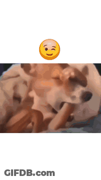 Man Playing With Dog And Food Bowl Taxes GIF