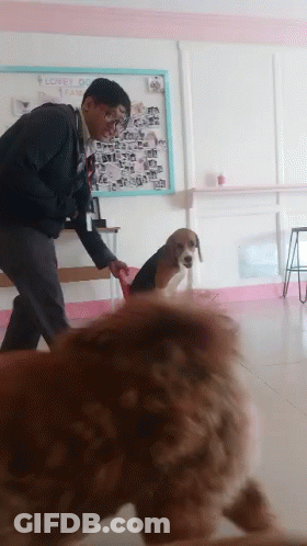 Man Playing With Dog In Front Of Loves Dogs Board GIF