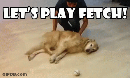 Man Playing With Dog Laying On Floor With Ball GIF