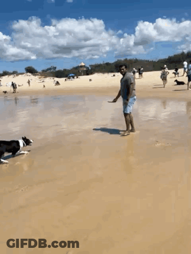 Man Playing With Dog On Beach GIF