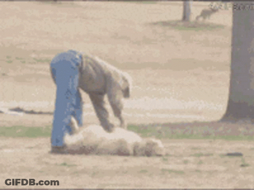 Man Playing With Sheep In Field GIF