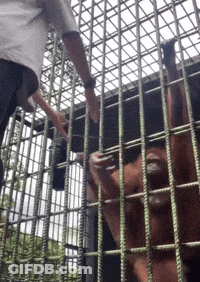 Man Reaching To Cage With Monkey GIF