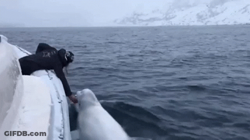 Man Reaching To Touch Polar Bear From Boat GIF