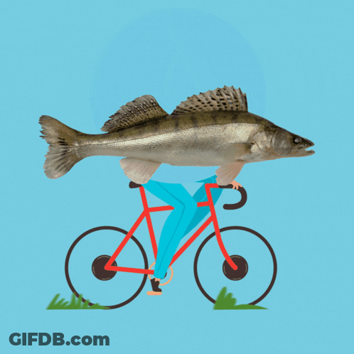 Man Riding Bicycle With Large Fish GIF
