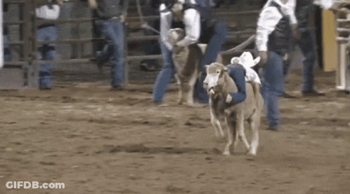 Man Riding Bull In Rodeo GIF