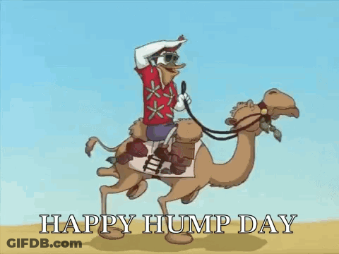 Man Riding Camel Happy Hump Day GIF