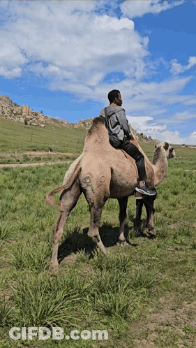 Man Riding Camel In Grassy Field GIF