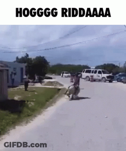 Man Riding Horse Down Street Hoggg Riddaaa GIF