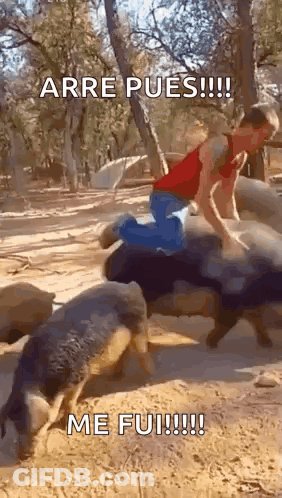 Man Riding Pig Arre Pues Me Fui GIF