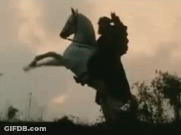 Man Riding White Horse On Hind Legs GIF