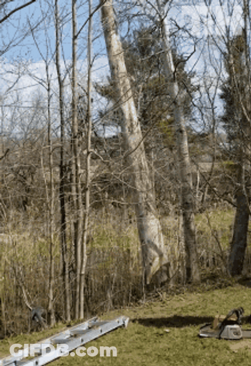 Man Running From Huge Tree Falling GIF