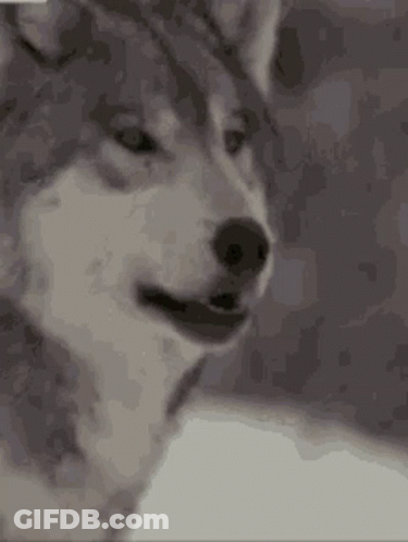 Man's Face Close Up With Sword GIF