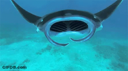 Man Saying Stingray Back GIF