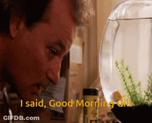 Man Says I Said Good Morning Gill To Fish Bowl GIF