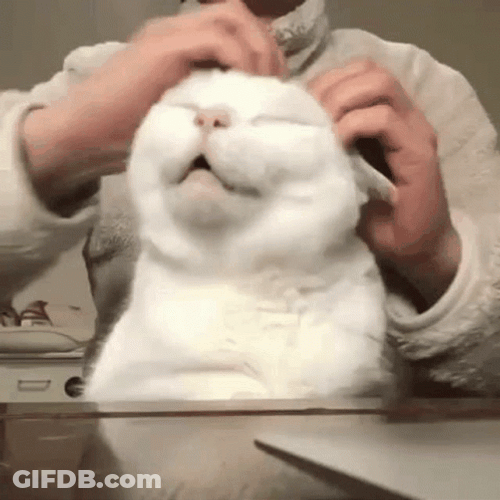 Man Scratching The White Cat GIF