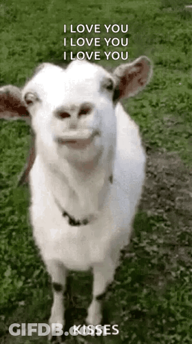 Man Singing Into Pancakes Microphone GIF