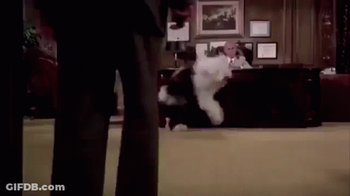 Man Sitting At Desk With Dog Running Around GIF