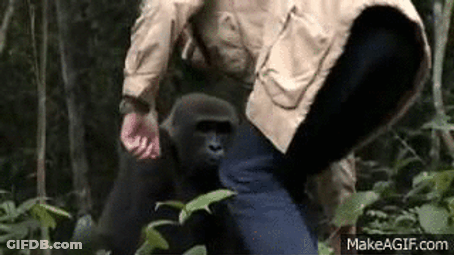 Man Sitting Beside A Gorilla GIF