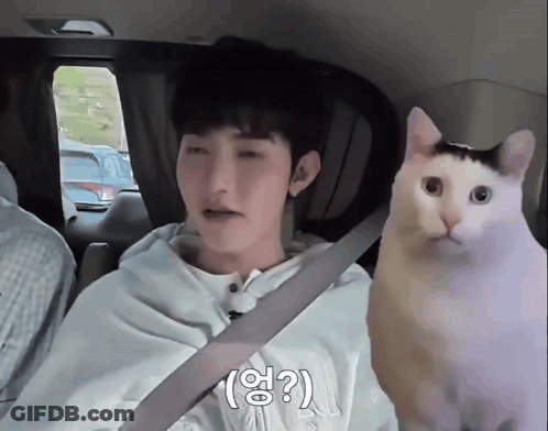 Man Sitting In Car With Cat On Lap GIF