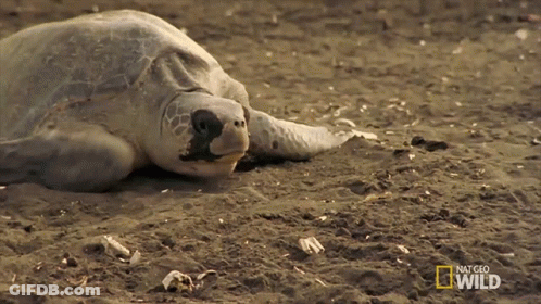 Man Sitting Next To Large Turtle Saying That Geo Wild GIF