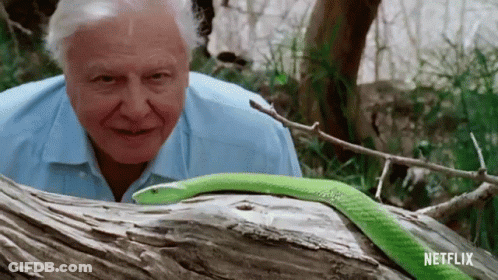 Man Smiling At Green Snake On Tree Trunk GIF