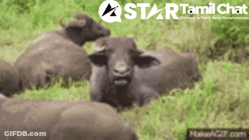 Man Spraying Insects Pest Control Sarasota GIF