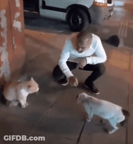 Man Squatting With Two Dogs On Sidewalk GIF