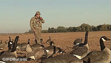 Man Standing In Field Talking On Cell Phone Surrounded By Geese GIF