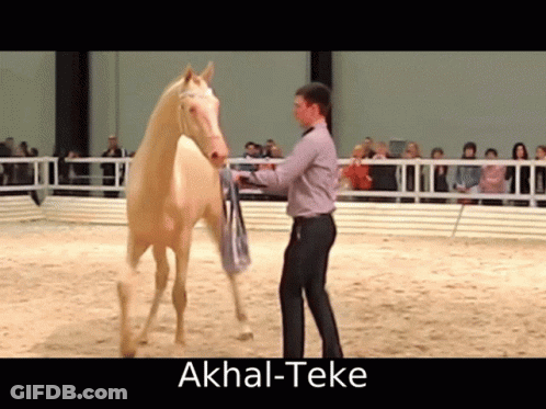 Man Standing Next To Akhal-Teke Horse GIF