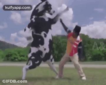 Man Standing Next To Cow In Field GIF