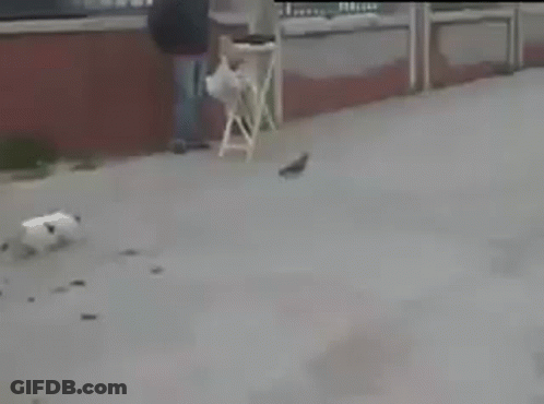 Man Standing Next To Dog And Bird GIF